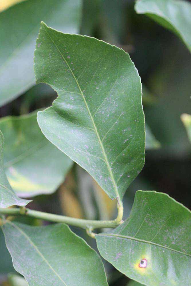                 Unifoliolate leaf (Prior, Riverside,   CA)       